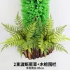 2 bundles of Persian fern stumps