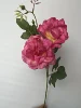 Rosa rossa