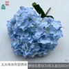 Hortensia búlgara de cinco cabezas XQ Blue
