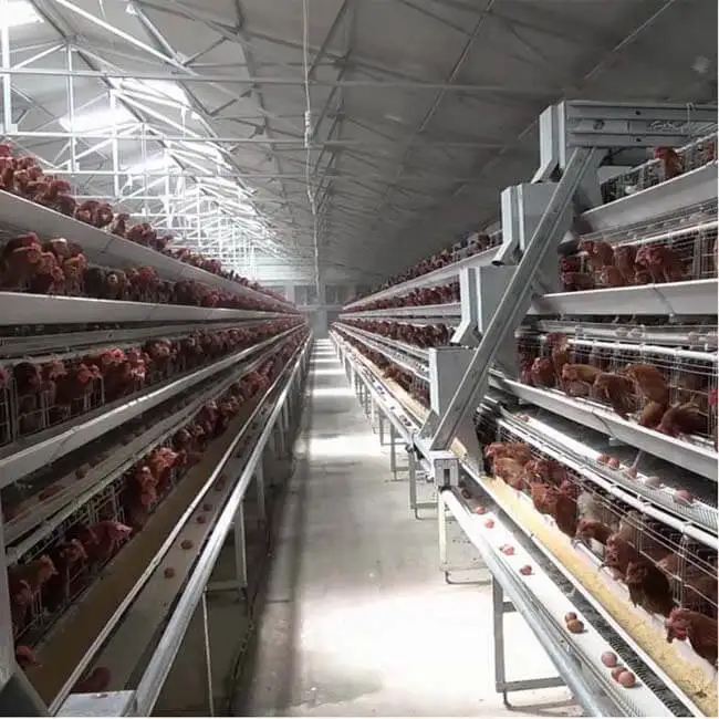 Chicken Poultry Farm Equipment automatic layer Cages system for 10000 Layer Chicken