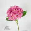 5 # polvo rosa