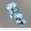 Light Blue Small Corn Poppy