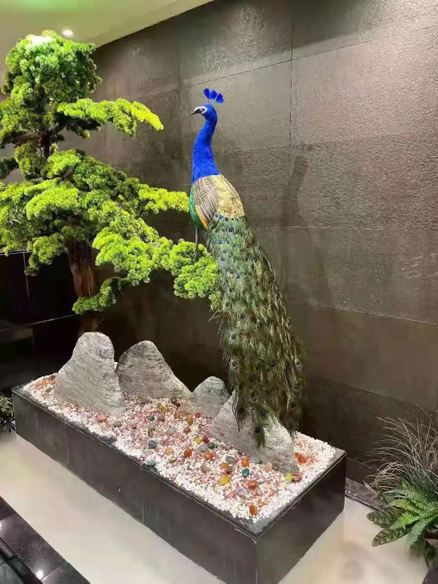 Using Real Feathers  Life Size Foam Peacock for Display