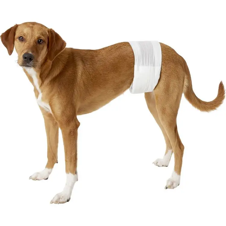petco male wraps