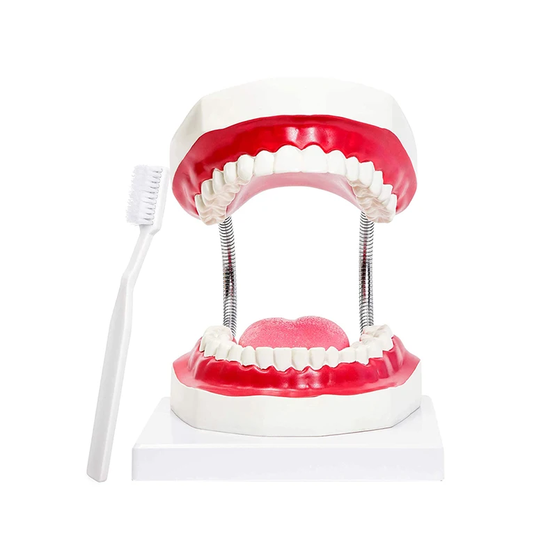 Kindergarten Teaching Children Brush Teeth Toy Dental Care Model