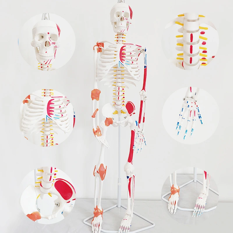 Anatomy Human Skeleton Model 85cm - Medical Science Display