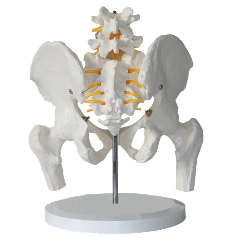 Pelvis Anatomical Model Life Size Female Pelvis & Two Lumbar Vertebrae ...