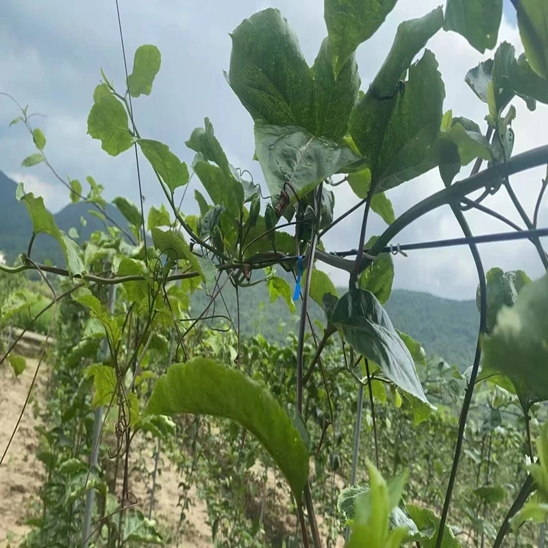 HDPE Greenhouse 2.2mm Transparent Polyester Binding Wire for Greenhouse Shading System