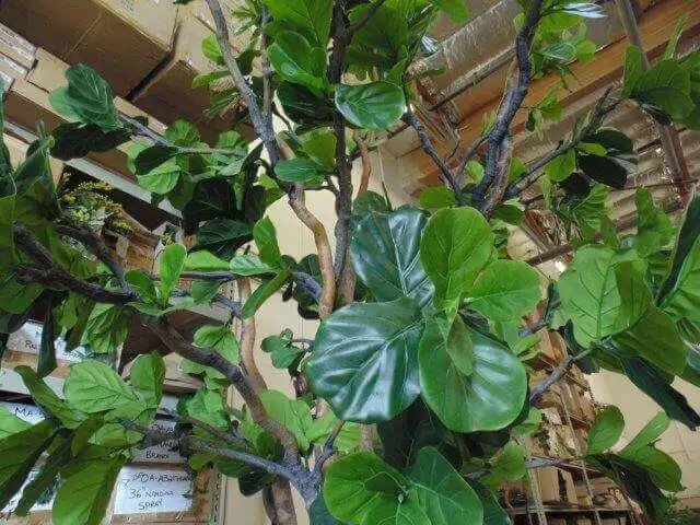 We Did a Commercial Case Fake Tree Decor Business & Office Buildings Artificial 15 Feet Ficus Lyrata Fiddle Leaf Fig Trees