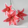 3 head film lily red white edge