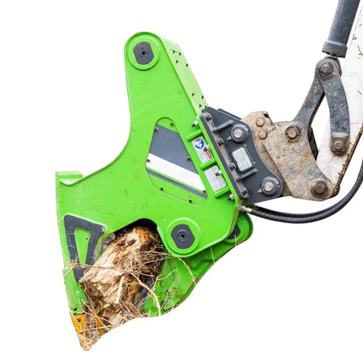 樫の木の切り株 樫の木の切り株