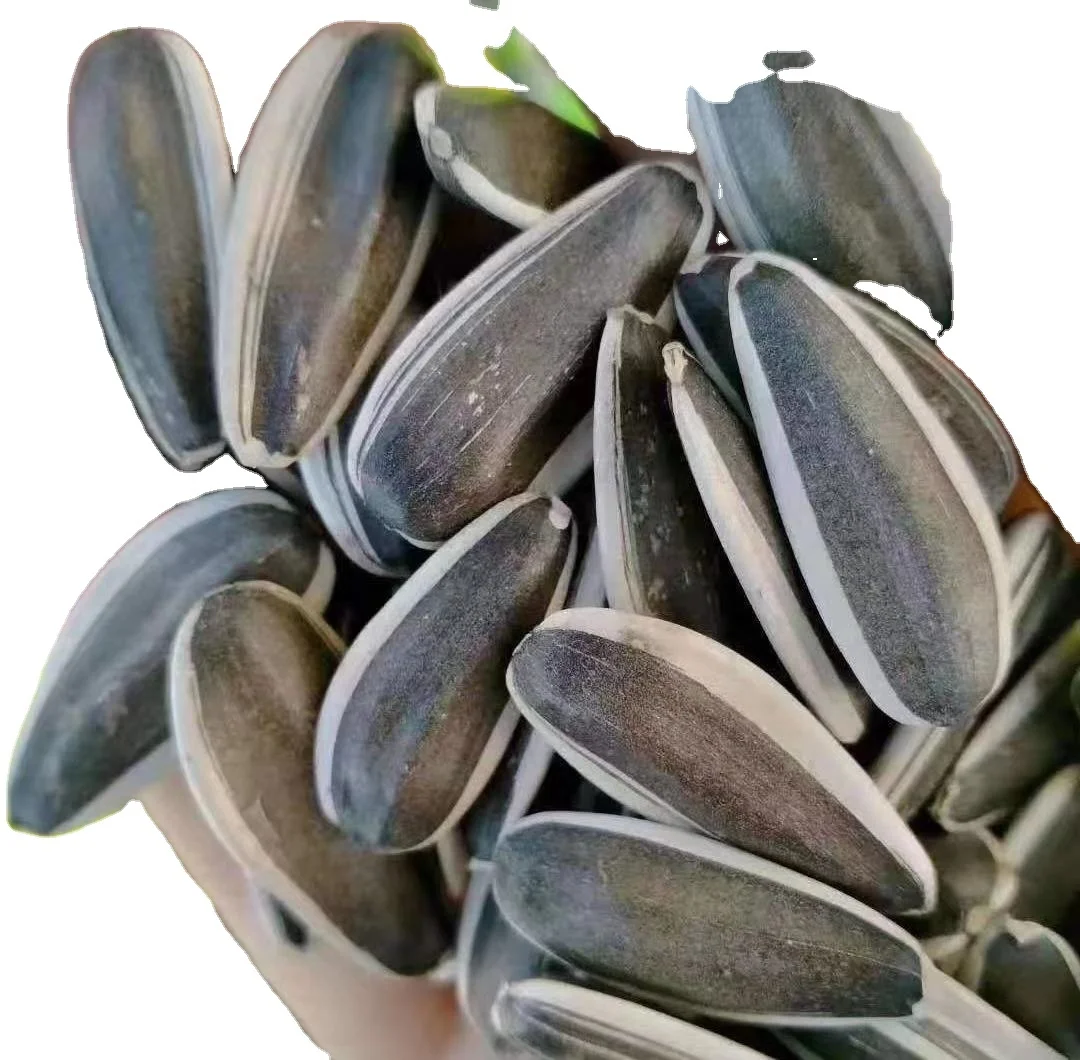 Семена Подсолнечника Купить Для Посадки Сорт Грандис