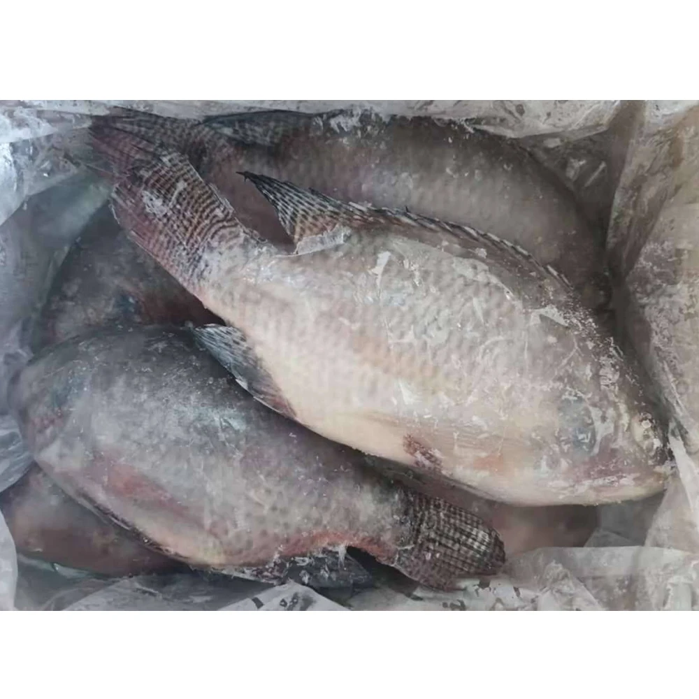 Frozen Alive Tilapia Whole Round Tilapia Fish With Iqf Bulk Tilapia