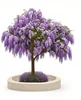 viola