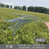 Miscanthus neblina azul