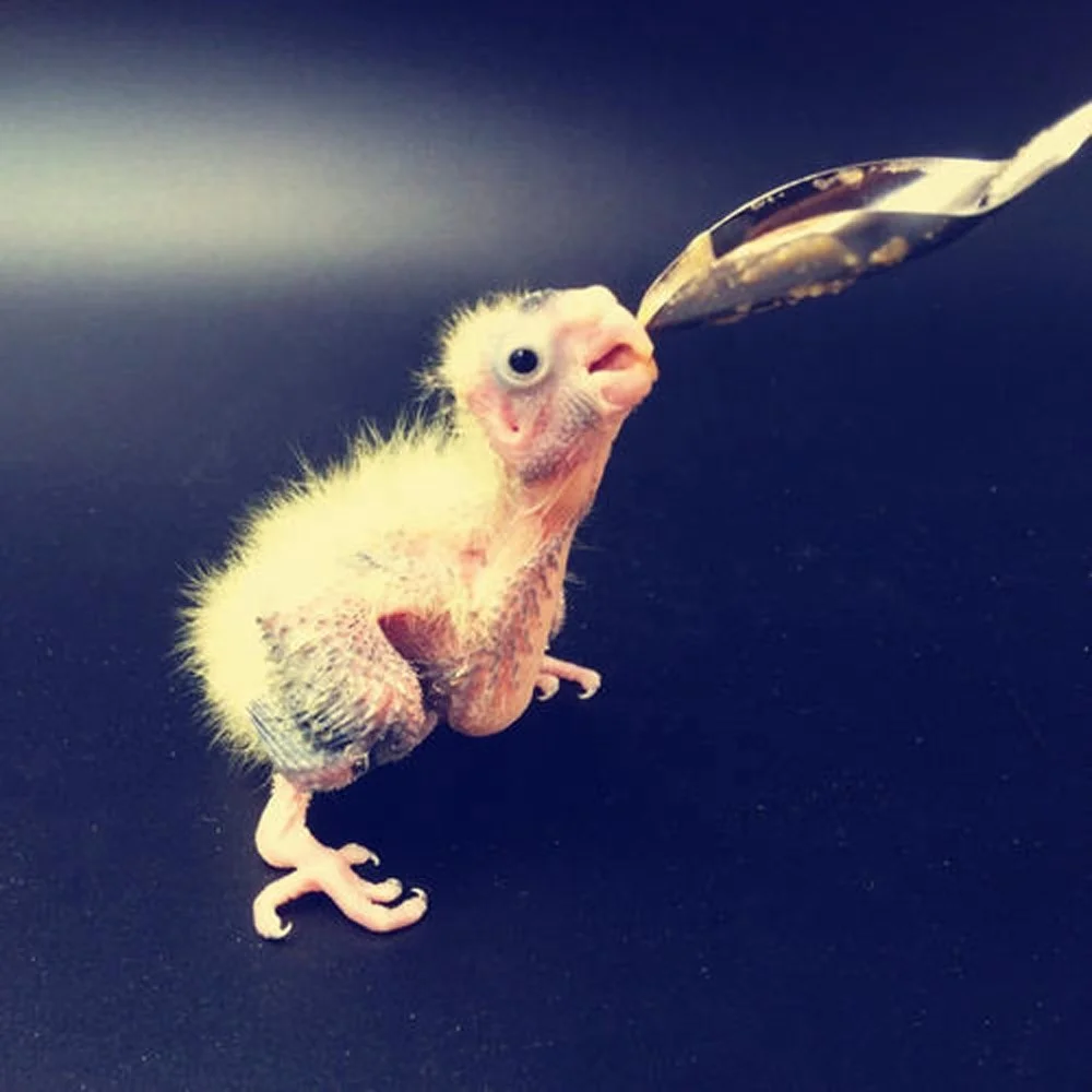 Nestling Feeding Spoon Bird Parrot Feeding Spoon Stainless Steel Water Milk Powder Feeder Spoons