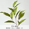 Feuilles de mangoustan vertes