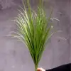 #11 erba cipollina