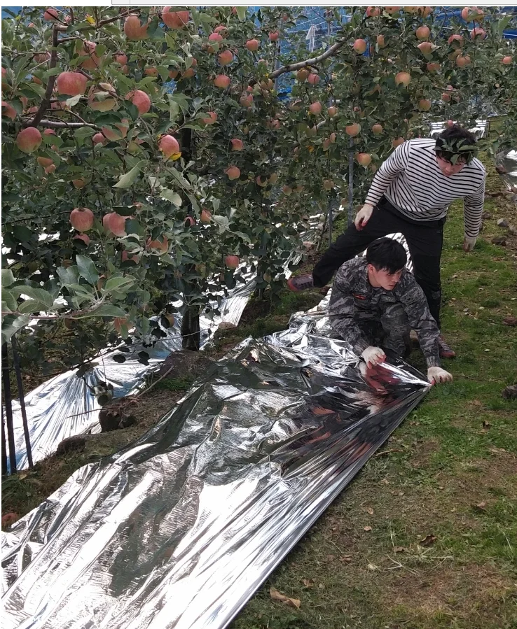 Alibaba.com: Reflective Matte Pet Film for Solar Collector Strawberry ...