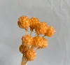 แชมเปญ