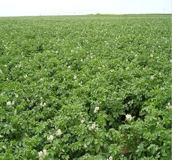 Potato fields 2.jpg