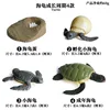 4-Piece Sea Turtle Life Cycle Set