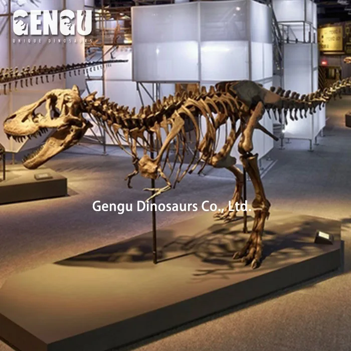 High Quality Dinosaur Skeleton and Fossils