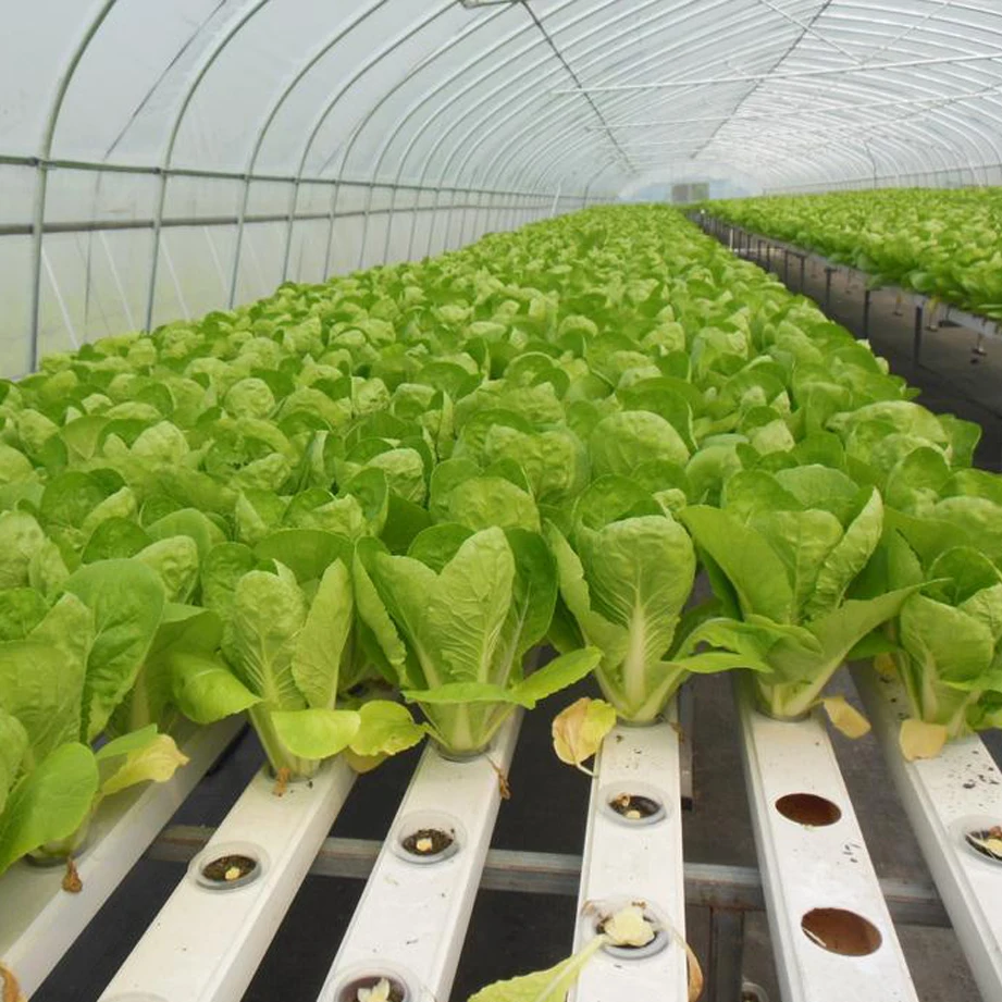 System for Nft Growing Systems Pvc Pipe Hydroponic Planting Gutter for Growing Vegetables Plastic Grow Trough