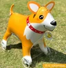 cane corgi