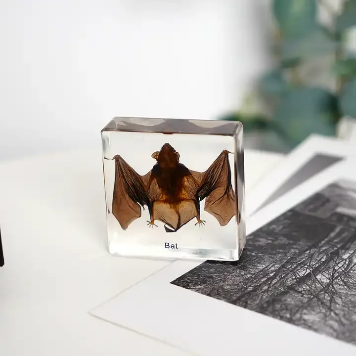 Echte Blad Kikker Kever Insect Papiergewicht Taxidermie Specimen - Kleine Blok