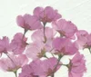 Rosa con gambo