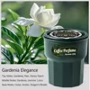 Gardenia Elegance