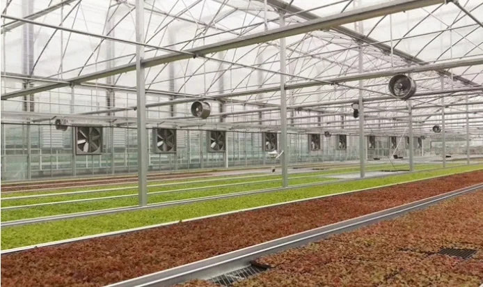Factory Direct Selling 12 air Circulation Ventilation Fans for Greenhouse and Industrial and Chicken House