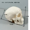 Small skull model