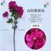 High-branched large purple flower, deep purple