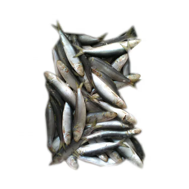 frozen sardines bait