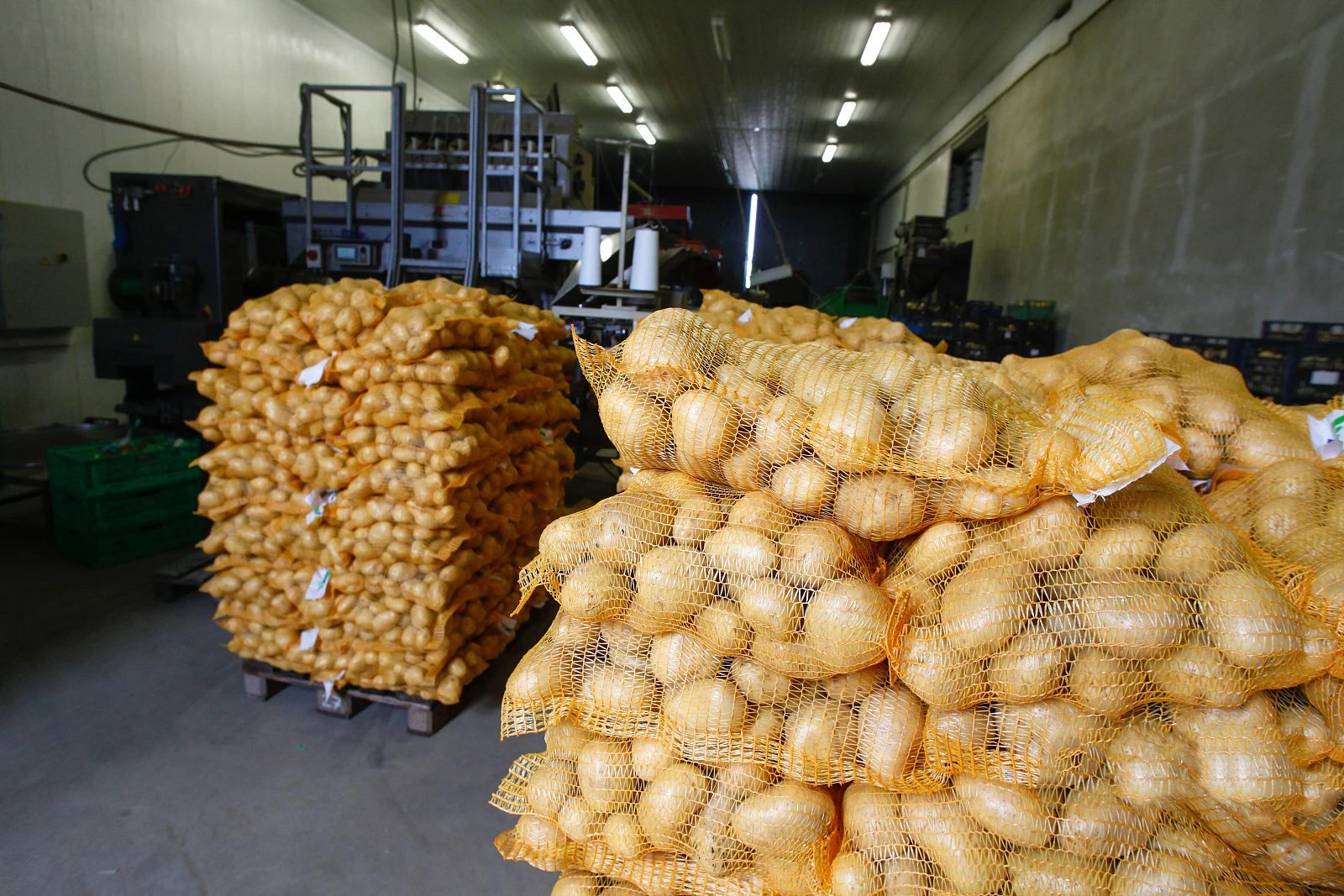 Chinese Supplier Fresh New Crop Vegetables New Crop Sweet Potato with Factory Low Price Fresh Potato  Carton Package