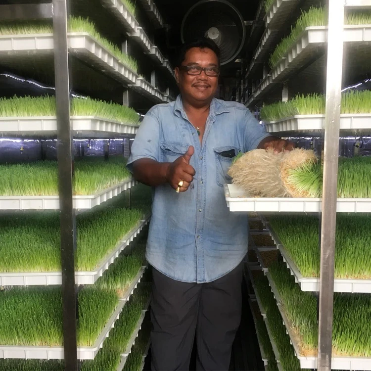 Lyine OEM Fodder Container Hydroponic Farming Daily 1000kg Barley Growing Rooms Hydroponics Sprouting Systems Solar Power