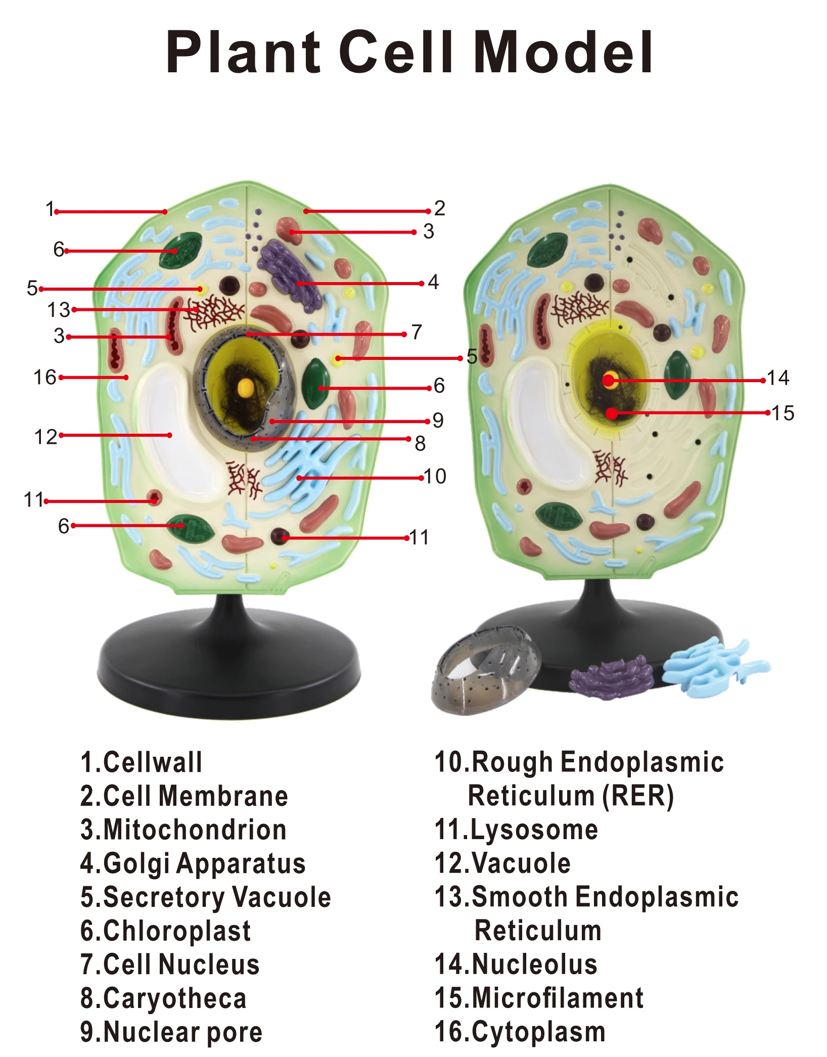 Gelsonlab Plant Cell Model Anatomically Accurate Cell Model Anatomy For Science Classroom Study Display Teaching Medical Model Buy Model Of Plant Cell Plant Cell Model Plant Cell Anatomical Model Product On Alibaba Com