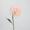 Élégant rose dahlia-champagne
