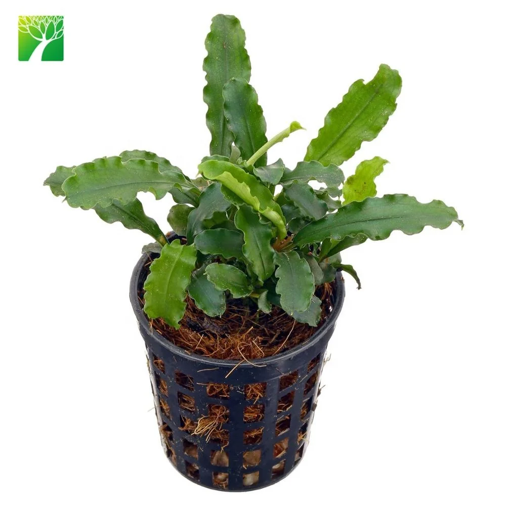 Farm Wholesale Green Mini Aquatic Plant Names Bucephalandra Motleyana Buy Aquatic Plant Names Mini Aquatic Plant Green Aquatic Plant Product On Alibaba Com