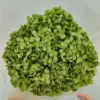 antique green hydrangeas