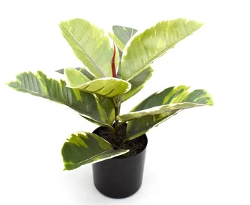 Mini size indoor decorative plastic artificial ficus bonsai monstera green plant Fatsia Japonica trees in pot