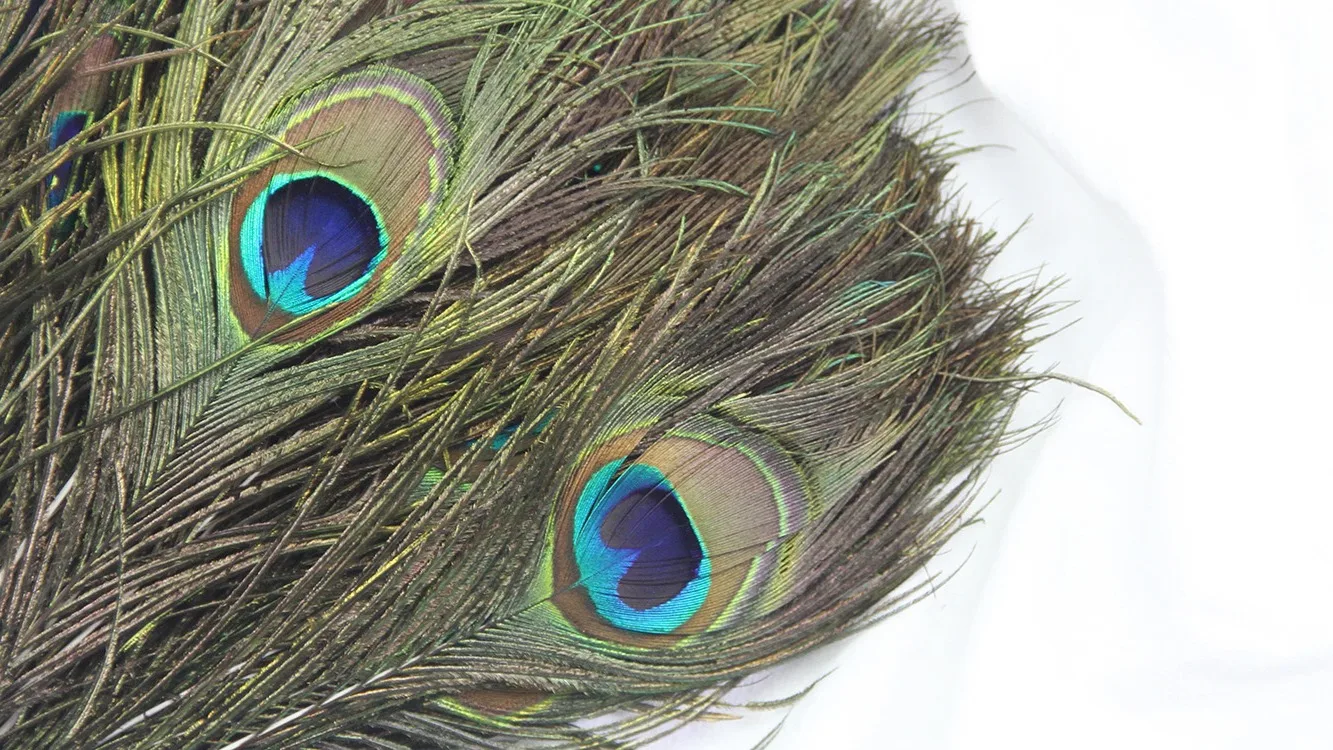 Wholesale Long Natural Peacock Tail Feathers Bulk 3235 Inches For Sale