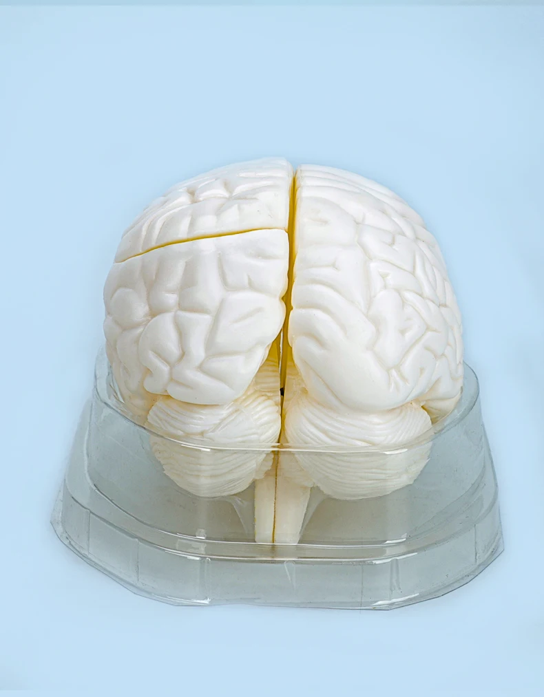 product advanced medical body molded brain model factory for teaching direct medical student brain education model-5