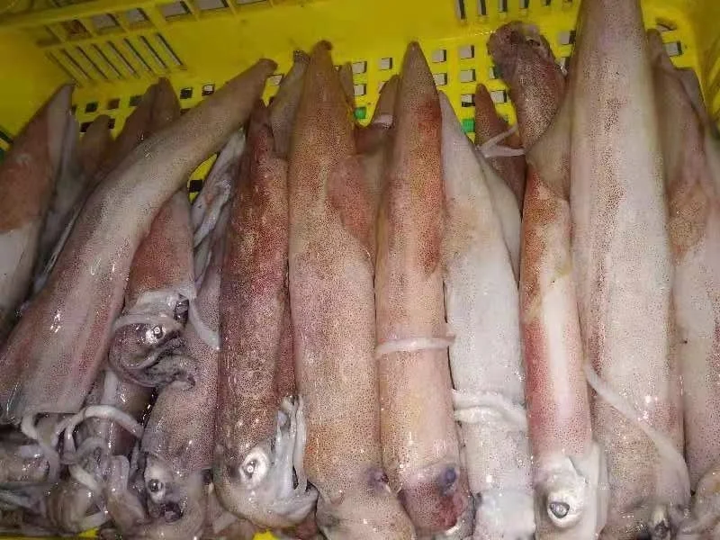 Распродажа замороженных индонезийских красных кальмаров