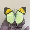 Mariposa Rosa naranja-spreated