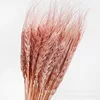 gh-001-creamy pink-50 stems