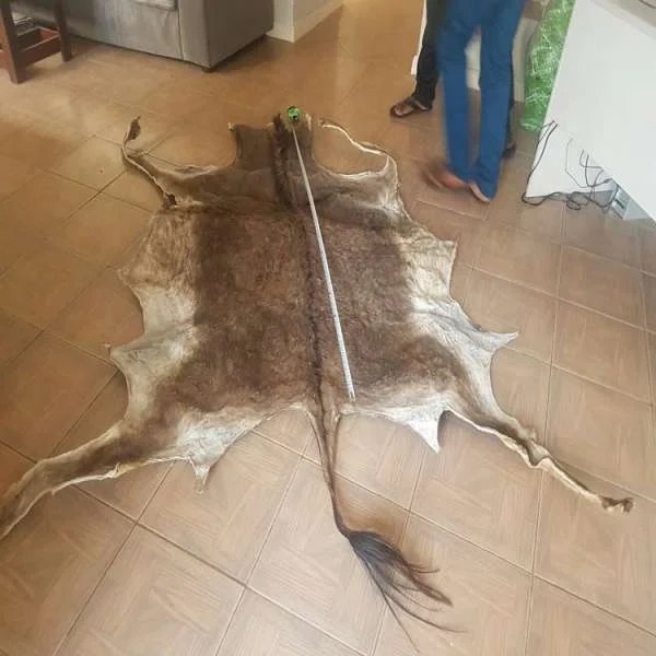 cow hides4.jpg