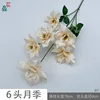 6-head rose XY Champagne